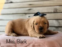 Clifty Creek Goldens , a female Golden Retriever for sale in Big Clifty, KY – 1 of 9