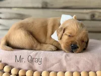 Clifty Creek Goldens , a female Golden Retriever for sale in Big Clifty, KY – 6 of 9