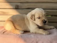 Clifty Creek Goldens , a female Golden Retriever for sale in Big Clifty, KY – 8 of 9