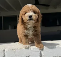 Christopher , a male Poodle - Miniature  for sale in Marysville, CA – 1 of 3