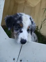 Tio, a male Miniature Australian Shepherd for sale in Albert Lea, MN – 4 of 7