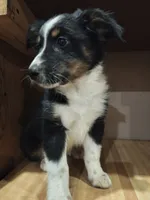 Sweetie, a female Miniature Australian Shepherd for sale in Albert Lea, MN – 5 of 6