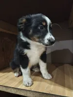 Sweetie, a female Miniature Australian Shepherd for sale in Albert Lea, MN – 4 of 6