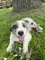 Henry, a male Miniature Australian Shepherd for sale in Albert Lea, MN – 1 of 6