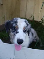 Tio, a male Miniature Australian Shepherd for sale in Albert Lea, MN – 5 of 7