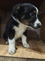 Sweetie, a female Miniature Australian Shepherd for sale in Albert Lea, MN – 3 of 6