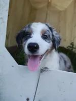 Tio, a male Miniature Australian Shepherd for sale in Albert Lea, MN – 3 of 7