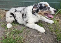 Henry, a male Miniature Australian Shepherd for sale in Albert Lea, MN – 6 of 6