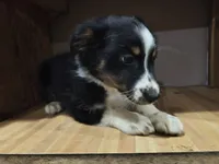 Sweetie, a female Miniature Australian Shepherd for sale in Albert Lea, MN – 2 of 6