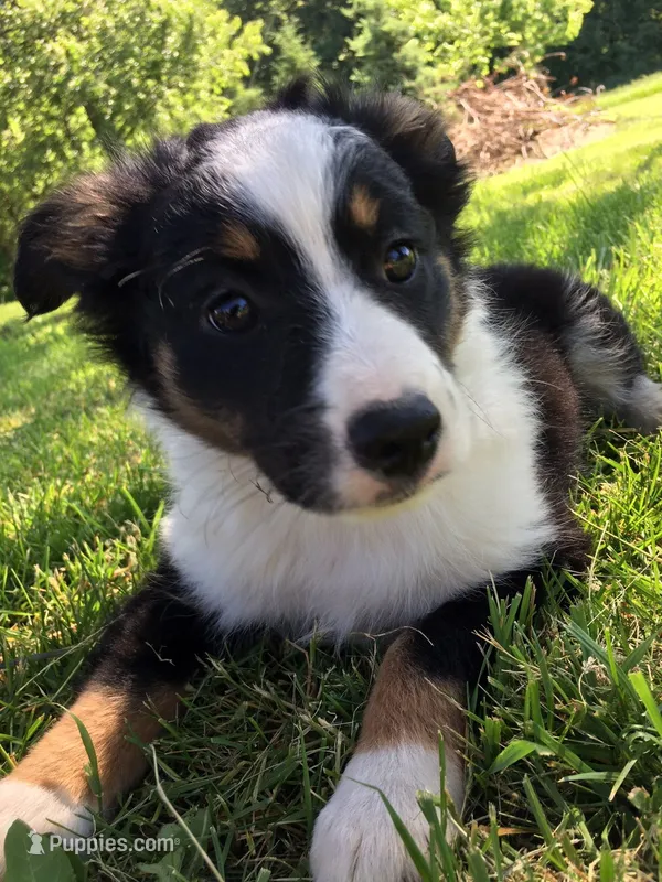 Lovey – Miniature Australian Shepherd puppy for sale in Albert Lea, MN