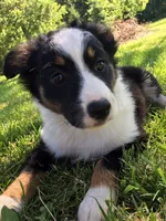 Lovey, a female Miniature Australian Shepherd for sale in Albert Lea, MN – 1 of 4