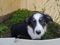 Lovey, a female Miniature Australian Shepherd for sale in Albert Lea, MN – 4 of 4