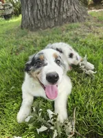 Henry, a male Miniature Australian Shepherd for sale in Albert Lea, MN – 2 of 6