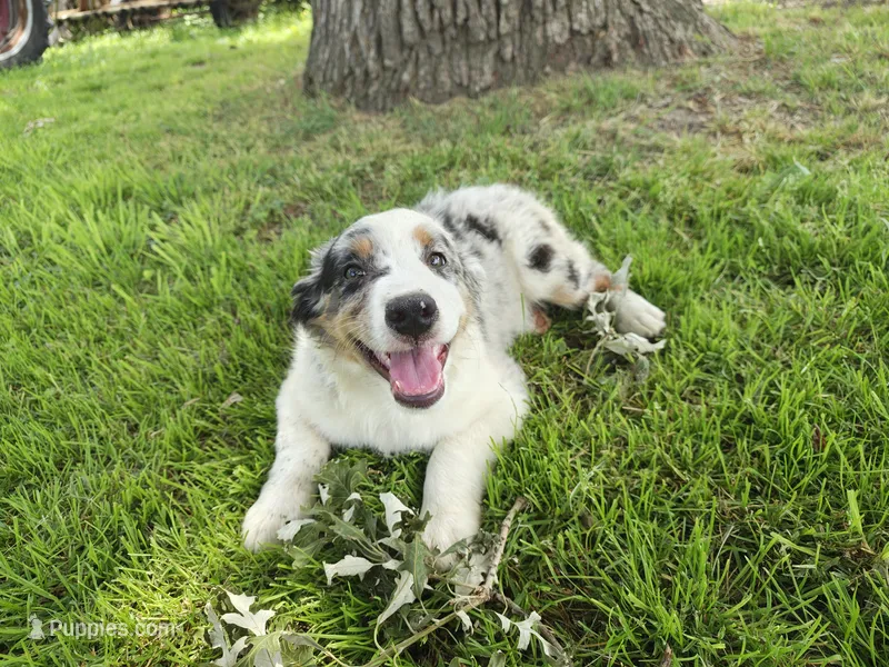 Tio – Miniature Australian Shepherd puppy for sale in Albert Lea, MN