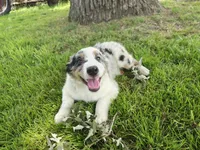 Henry, a male Miniature Australian Shepherd for sale in Albert Lea, MN – 3 of 6