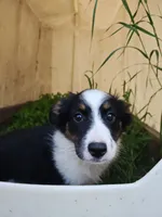Lovey, a female Miniature Australian Shepherd for sale in Albert Lea, MN – 3 of 4