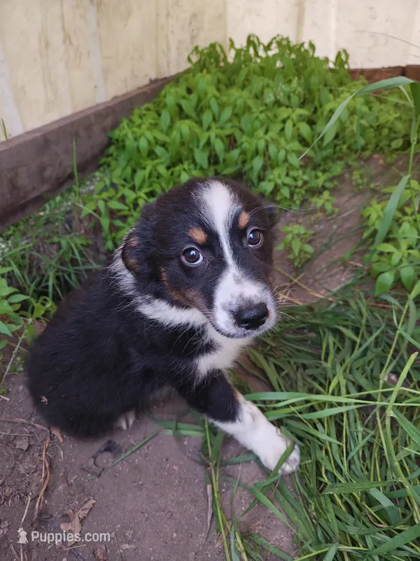 Sweetie – Miniature Australian Shepherd puppy for sale in Albert Lea, MN