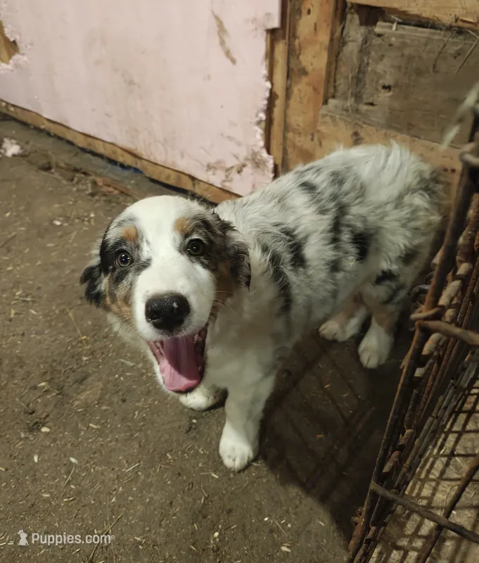 Tio – Miniature Australian Shepherd puppy for sale in Albert Lea, MN