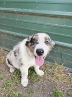 Henry, a male Miniature Australian Shepherd for sale in Albert Lea, MN – 5 of 6