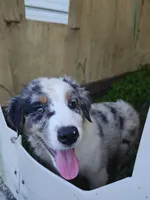 Tio, a male Miniature Australian Shepherd for sale in Albert Lea, MN – 2 of 7