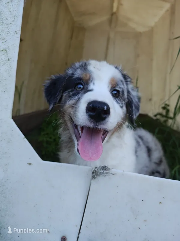 Tio – Miniature Australian Shepherd puppy for sale in Albert Lea, MN