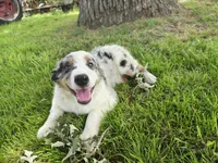 Henry, a male Miniature Australian Shepherd for sale in Albert Lea, MN – 4 of 6