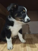 Sweetie, a female Miniature Australian Shepherd for sale in Albert Lea, MN – 6 of 6