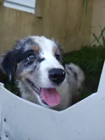 Tio, a male Miniature Australian Shepherd for sale in Albert Lea, MN – 7 of 7