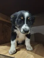 Sweetie, a female Miniature Australian Shepherd for sale in Albert Lea, MN – 1 of 6