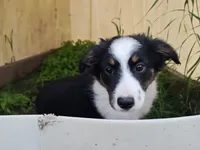 Lovey, a female Miniature Australian Shepherd for sale in Albert Lea, MN – 2 of 4