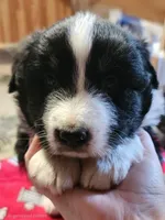 Boomer, a male Australian Shepherd for sale in Lyons, NY – 2 of 3
