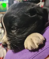Bear, a male Australian Shepherd for sale in Lyons, NY – 2 of 3