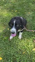Meatball, a male Australian Shepherd for sale in Lyons, NY – 7 of 7