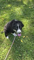 Meatball, a male Australian Shepherd for sale in Lyons, NY – 4 of 7