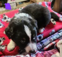 Sweet pea , a female Australian Shepherd for sale in Lyons, NY – 2 of 3