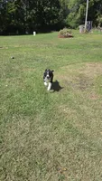 Crash, a male Australian Shepherd for sale in Lyons, NY – 4 of 7