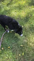 Meatball, a male Australian Shepherd for sale in Lyons, NY – 5 of 7