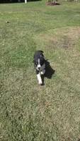 Crash, a male Australian Shepherd for sale in Lyons, NY – 5 of 7
