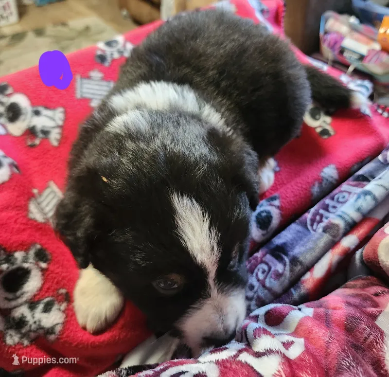 Sweet pea  – Australian Shepherd puppy for sale in Lyons, NY