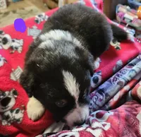 Sweet pea , a female Australian Shepherd for sale in Lyons, NY – 1 of 3