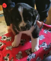Crash, a male Australian Shepherd for sale in Lyons, NY – 2 of 3
