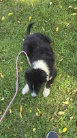 Bear, a male Australian Shepherd for sale in Lyons, NY – 6 of 7