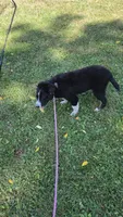 Meatball, a male Australian Shepherd for sale in Lyons, NY – 6 of 7