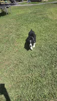 Crash, a male Australian Shepherd for sale in Lyons, NY – 7 of 7