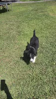 Crash, a male Australian Shepherd for sale in Lyons, NY – 6 of 7