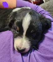 Sweet pea , a female Australian Shepherd for sale in Lyons, NY – 3 of 3