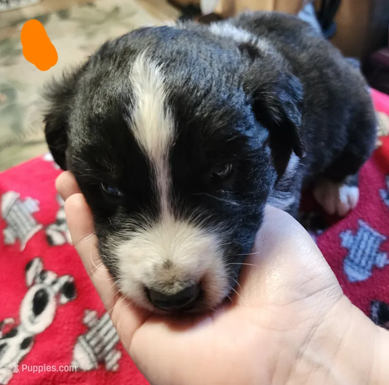 Meatball – Australian Shepherd puppy for sale in Lyons, NY