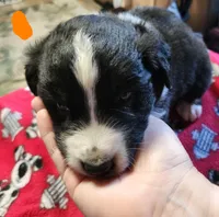 Meatball, a male Australian Shepherd for sale in Lyons, NY – 1 of 3