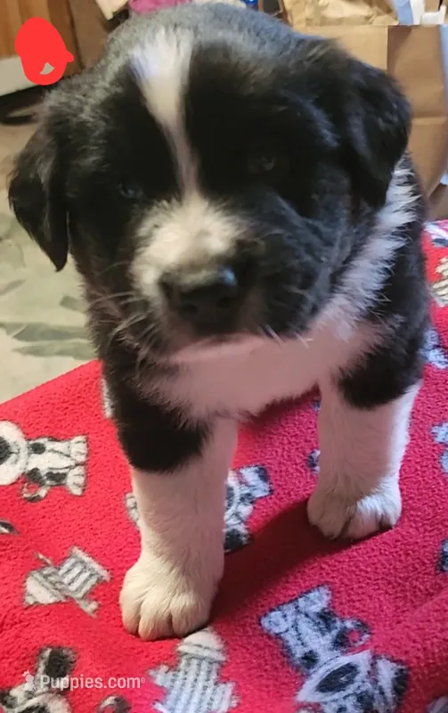 Crash – Australian Shepherd puppy for sale in Lyons, NY