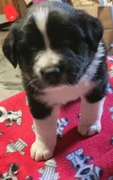 Crash, a male Australian Shepherd for sale in Lyons, NY – 1 of 3